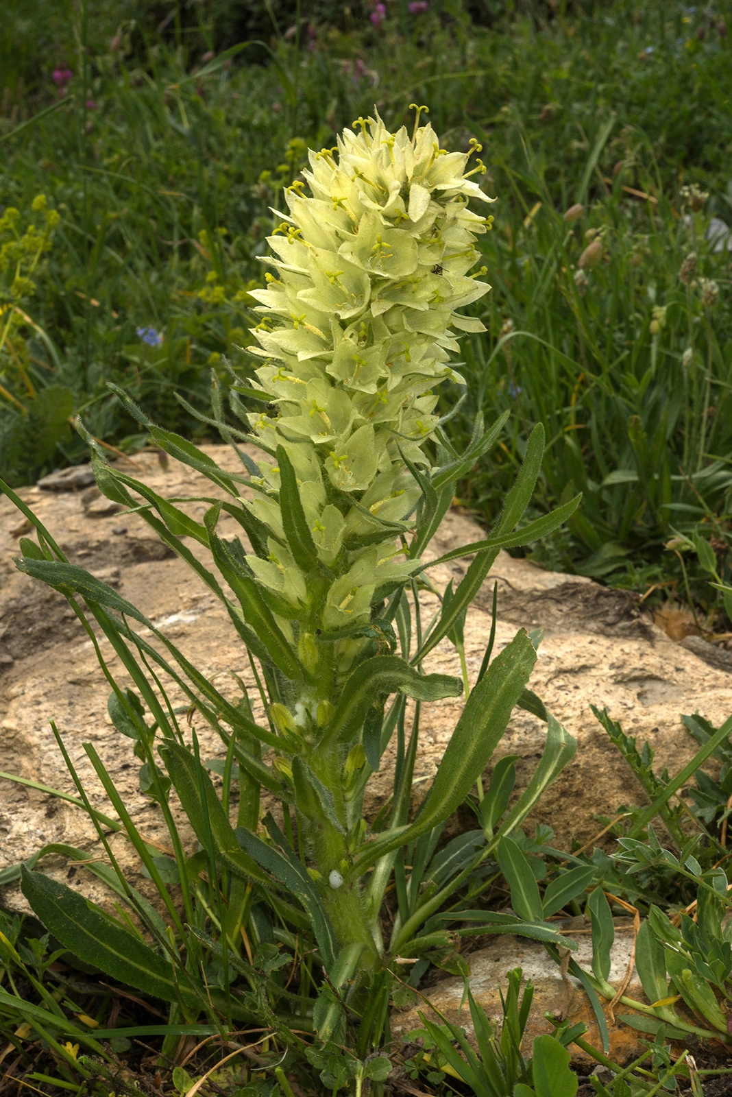 Photo Maurizio Broglio - Campanula thyrsoides